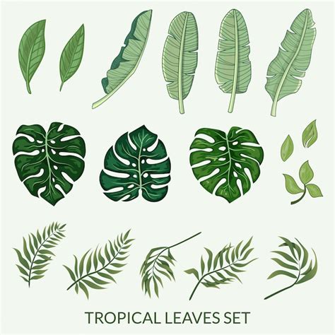 Premium Vector Tropical Leaves Set Vector