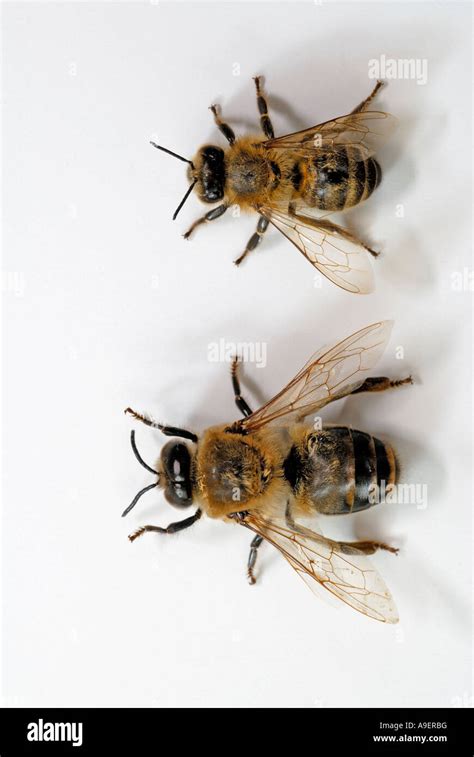 Honey Bee Hive Bee Apis Mellifera Apis Mellifica Drone Male And