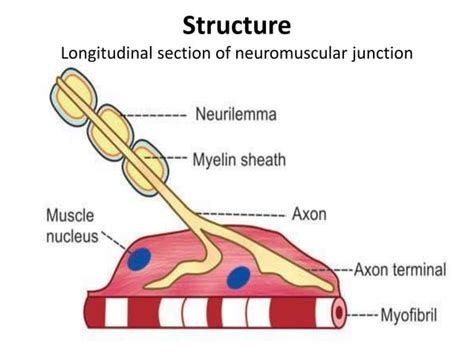 Neuromuscular Junction Nmjpptx