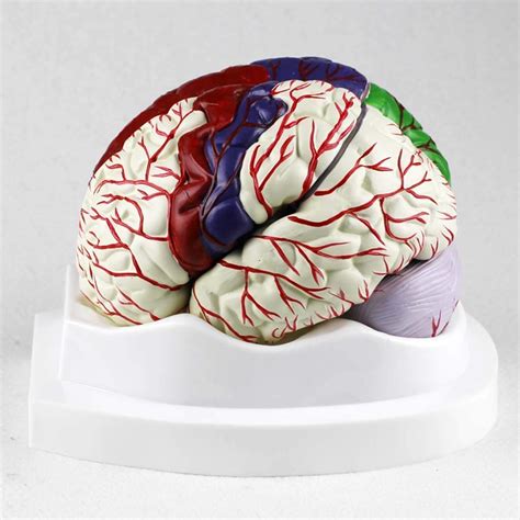 Buy Educational Model Anatomical Human Brain Model Disassembled Parts