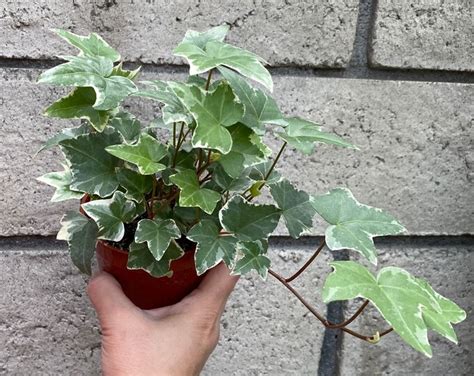 Variegated Hedera Helix, Also Known as Hedera Helix Varigata ...