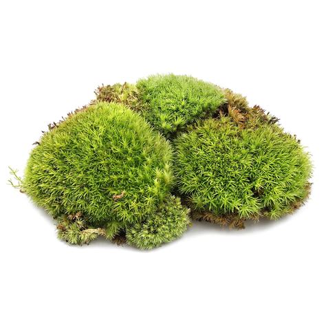 Cushion Moss For Terrarium Aquasabi Aquascaping Shop