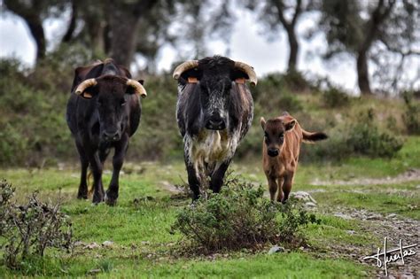 La Real Unión De Criadores De Toros De Lidia Presenta Su Nueva Imagen