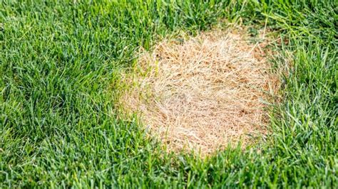 How To Revive Dead Grass Bring Back Dead Grass To Life