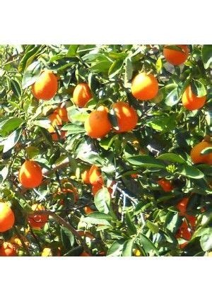 Tangelo Trees | Honeybell, Honeybell oranges, Minneola tangelo