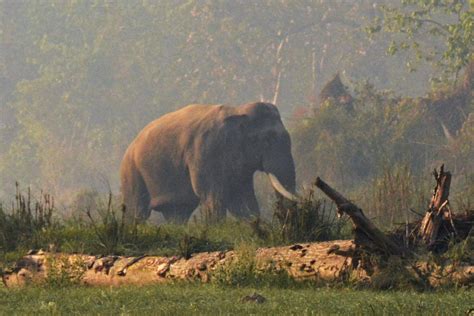 Conservation news on human-elephant conflict