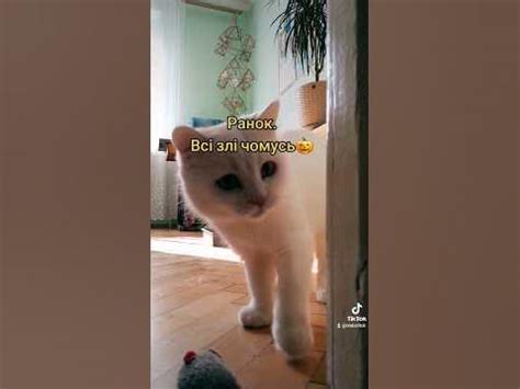 Злий кіт - YouTube