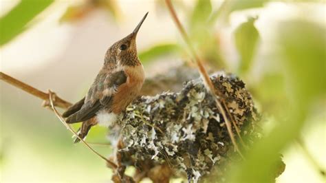 Have You Ever Seen A Baby Hummingbird? Photos By Species