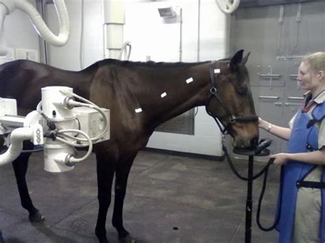 Radiography Is The Most Commonly Utilised Imaging Modality In Horses