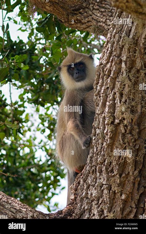 Tufted Gray Langur Monkey At Bundala National Park Sri Lanka Stock