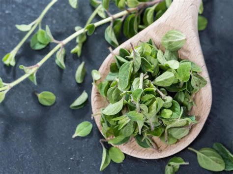 Oregano Marjoram Discover The Key Differences Rennie, 55% OFF