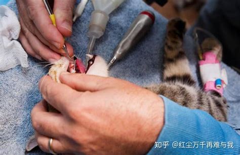 上海艾吉宠物医院连锁拯救猫咪牙齿的5个步骤你掌握了吗 知乎