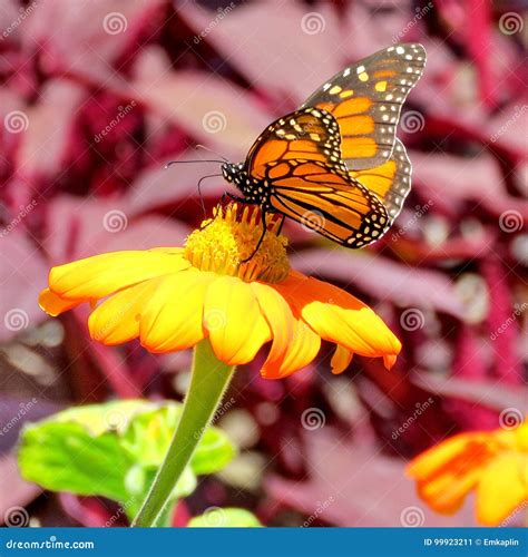 Borboleta De Monarca Do Lago Toronto Em Uma Flor Amarela Imagem De