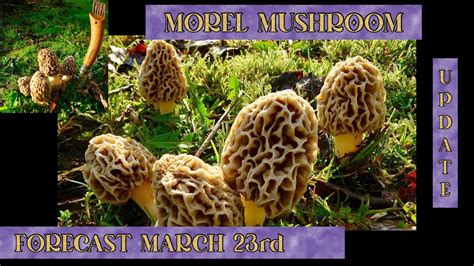 🔥2023 Morel Mushroom Progression Update🔥march 23rd Plus An Announcement