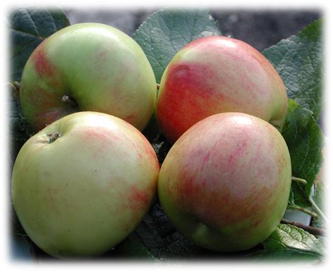 Malus Domestica ‘james Grieve Fjeld Hagebruk As