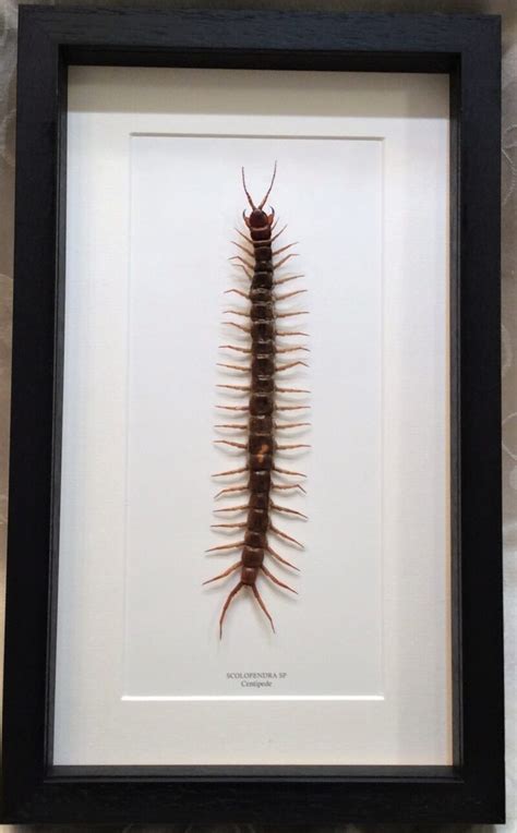 Scolopendra Sp Large Centipede Real Framed Farmed Raised Free