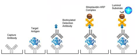 Human Thyrotropin Tsh Quant Elisa Kit Sandwich Clia Lsbio