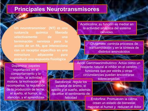 Neuronas Y Neurotransmisores Ppt