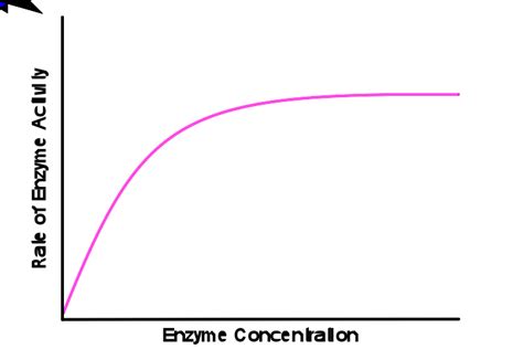 What Affects Enzyme Activity Biochemistry Psiberg