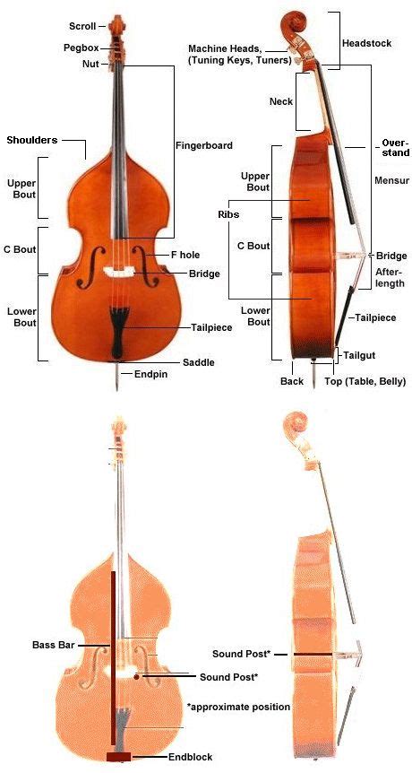 Basses Parts Glossary Of Upright Bass Terms Faq Courtesy Of Upright Bass