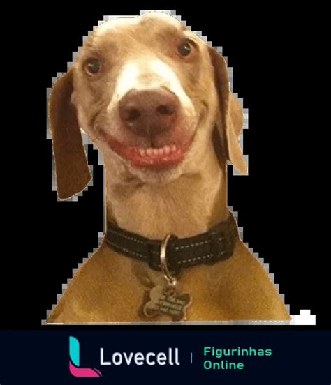 Figurinha Cachorro Sorridente Para Whatsapp Lovecell