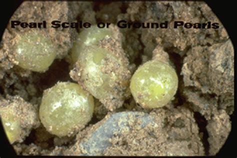 Ground Pearls