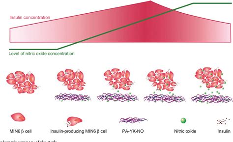 Table 1 From Enhanced MIN 6 Beta Cell Survival And Function On A Nitric