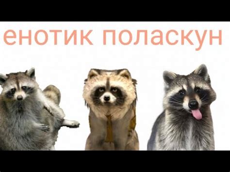 Енотик полоскун! WildCraft, первое видео - YouTube