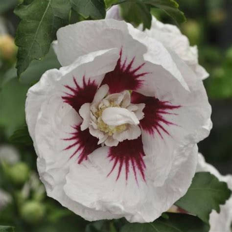 Hibiscus Syriacus Helene Pot De 4 Litres Gamm Vert