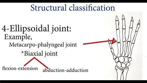 Joints Classification Of Joints Synovial Joints Fibrous Joints Cartilaginous Joints