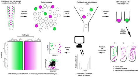 Arabidopsis Enters The Single‐cell Proteomics Era Schie New Phytologist Wiley Online Library