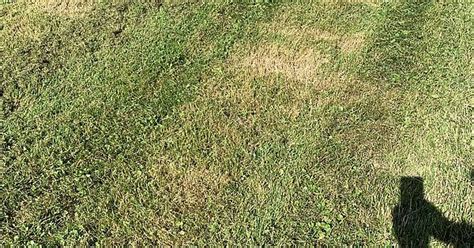 Lawn Album On Imgur