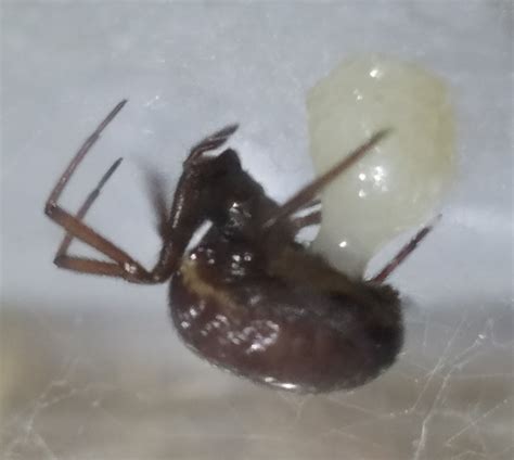 Steatoda Grandis Bugguidenet