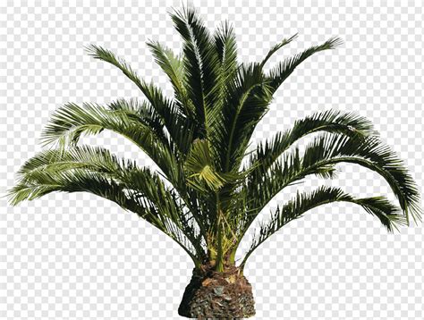 Babassu Arecaceae Tree Roystonea Regia Canary Island Date Palm Tree