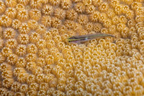 Bonaire Reef - Gobies