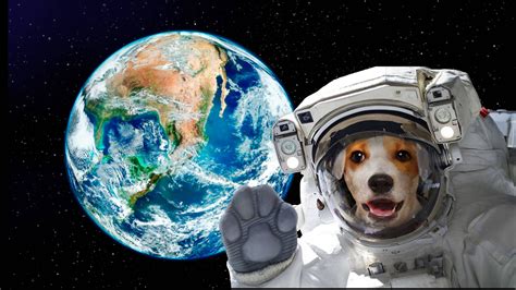 Space Dog Wallpapers 4k Hd Space Dog Backgrounds On Wallpaperbat