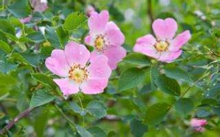 La Fleur De Bach Wild Rose Ou Glantier