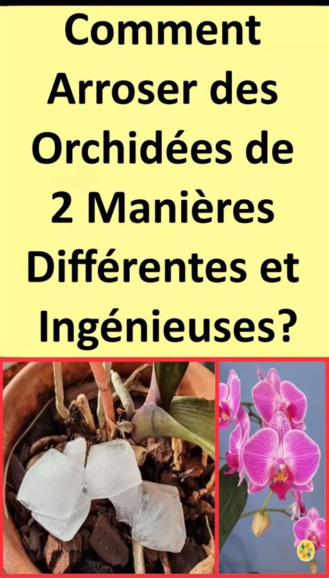 Arrosez vos Orchidées avec 2 Méthodes dont Celle des Glaçons Orchidée