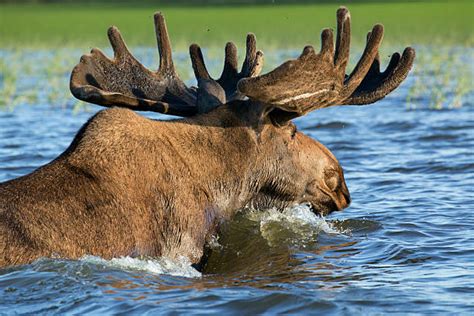 150+ Moose Swimming Across A Lake Stock Photos, Pictures & Royalty-Free ...