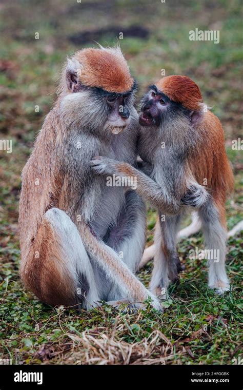 Patas Monkey Also Known Hussar Monkey Erythrocebus Patas Stock Photo