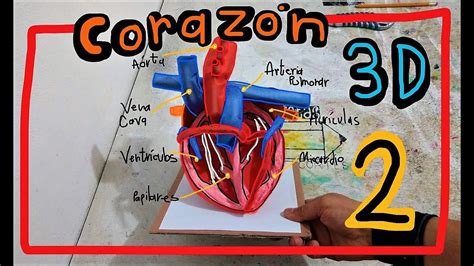 Maqueta Del Corazon 3d Parte 2 Youtube