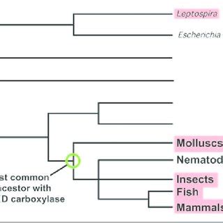 Restricted Distribution Of VKD Carboxylase Orthologs In The Kingdoms Of