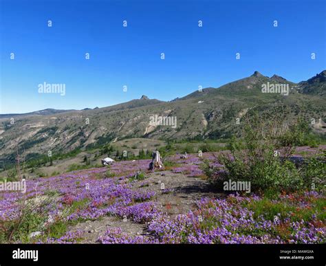 Wildflowers At Mt St Helens Nm In Washington Stock Photo Alamy