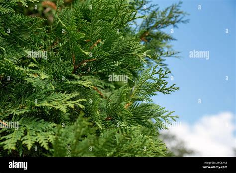 Thuja Occidentalis Also Known As Northern White Cedar Eastern White