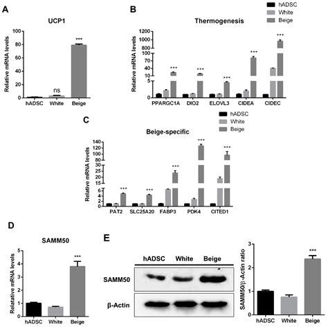 Ijms Free Full Text Samm50 Regulates Thermogenesis Of Beige