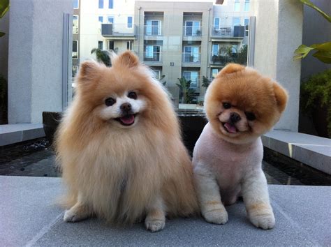 Pz C Funny Dog