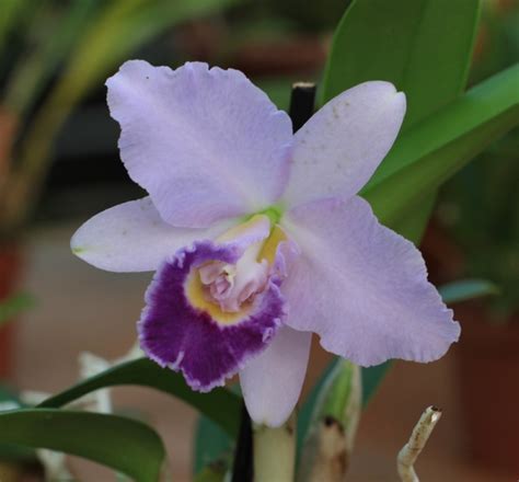 Laeliocattleya Sierra Skies Leon Blue Les Orchidées de la Belle Etoile