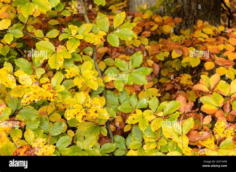 Colourful Vivid Autumn Foliage Of The Fagus Sylvatica European Beech