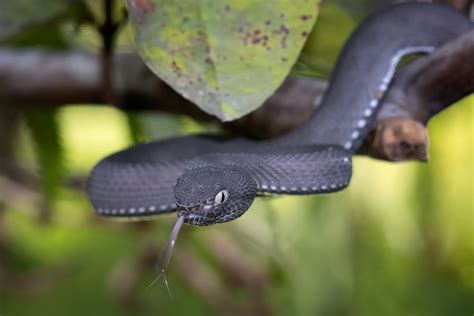 É oficial As cobras fêmeas têm clitóris e sentem prazer PiT