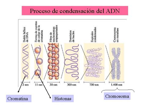 Ciclo Celular Y Mitosis Todos Los Seres Vivos